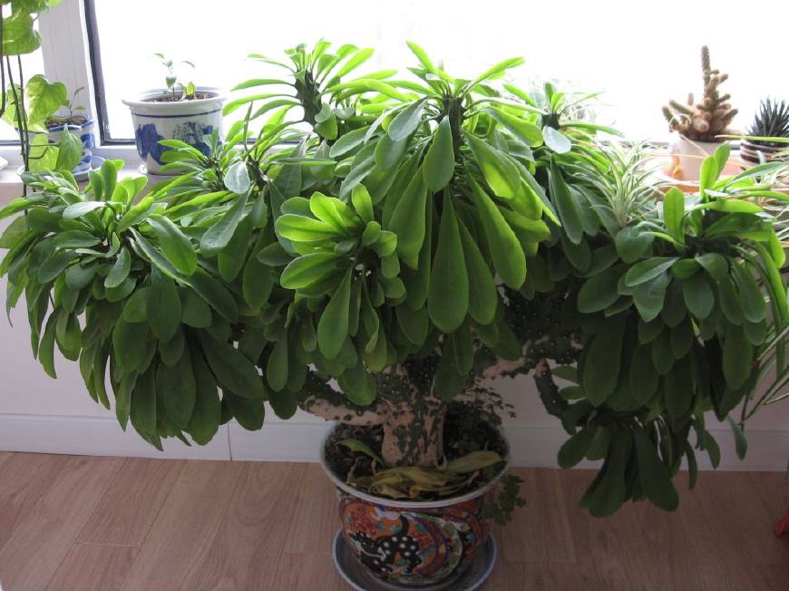 麒麟掌的毒性和危害,麒麟掌的汁液有没有毒素