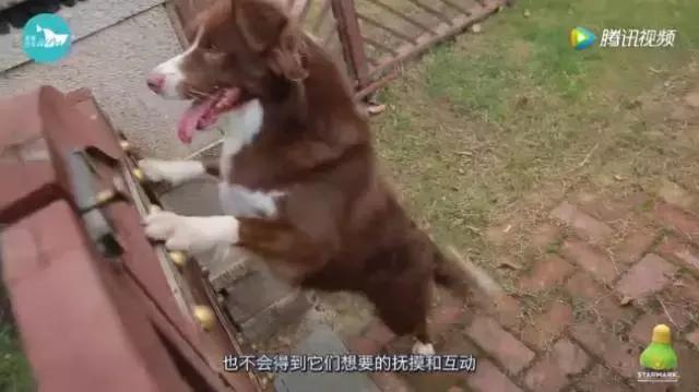 邻居说我家狗吓到他了怎么办,邻居狗咬人报警给警告处理吗