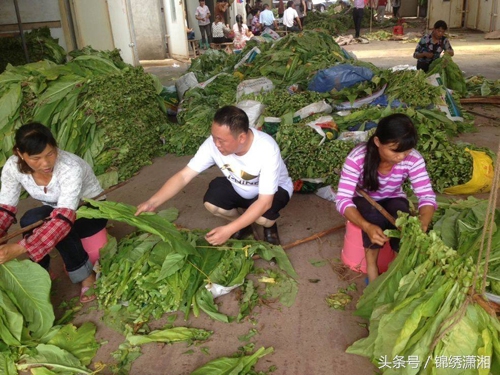 衡南县湘黄鸡,衡南县的湘黄鸡