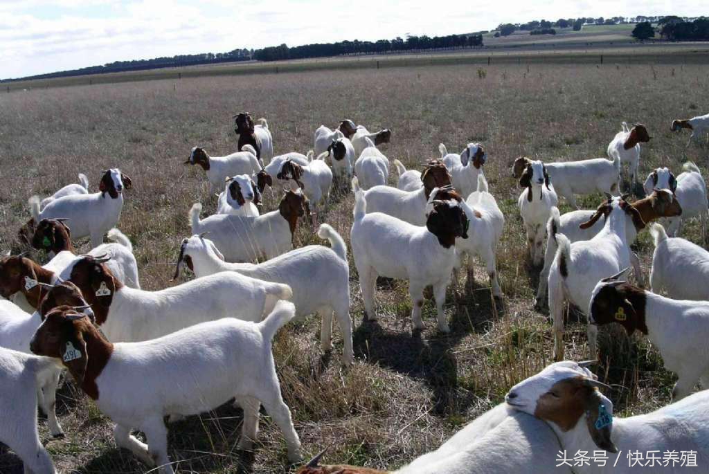 养羊技术与管理方法,养羊技术与管理方法有什么推荐书