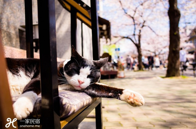 她任性买下曾躲雨的百年町屋,惊喜发现在日本买房居然还送老公!