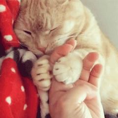 猫爪肉球形状判断猫咪性格,猫咪肉球颜色决定猫咪性格