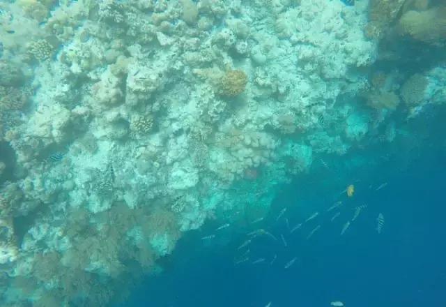 帕劳归来不看海视频,帕劳归来不看海