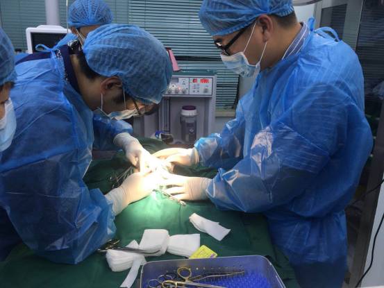 武汉联合动物医院：狗狗剖腹产是怎样的？