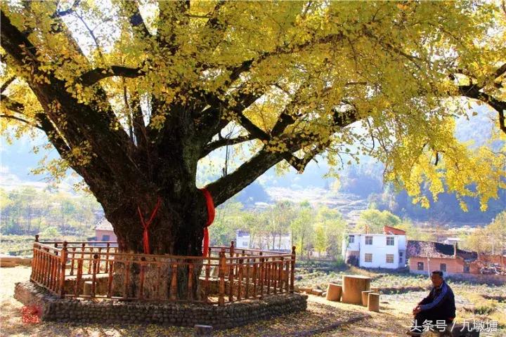 美醉了！了不起的金寨