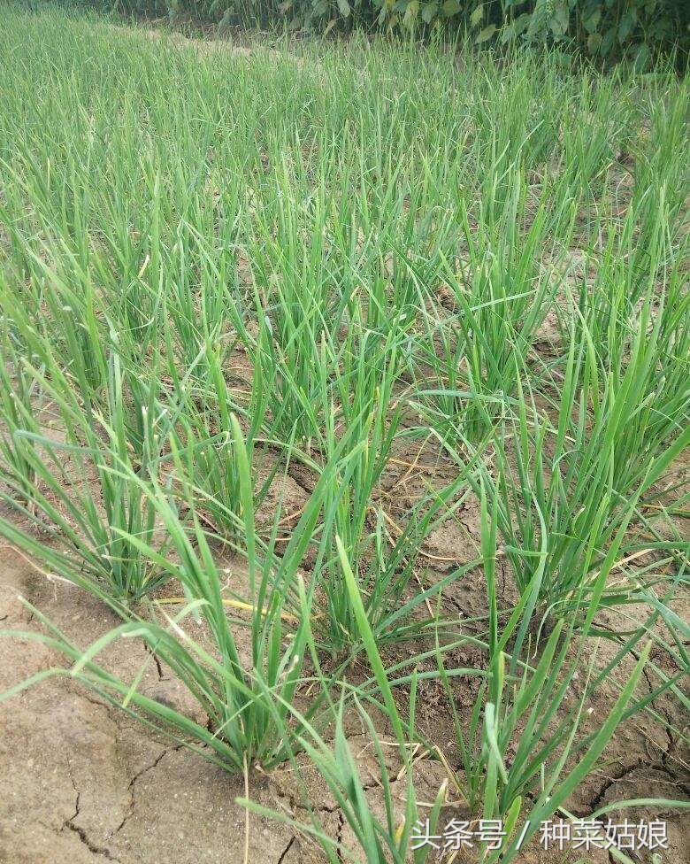 种的韭菜怎么能绿没干尖,韭菜干尖是什么原因