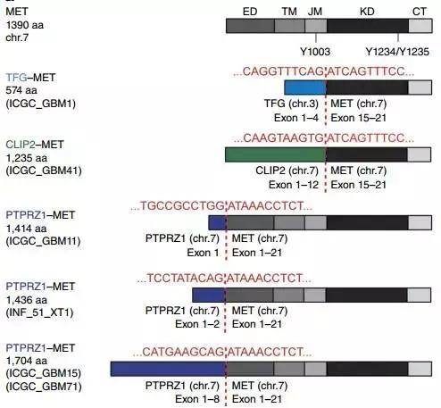 脑胶质瘤靶向药有哪些,脑干弥漫中线胶质瘤靶向药物