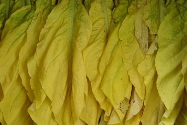 烟醉过后就很难戒烟了吗,吸了几十年烟现在戒烟来得及吗