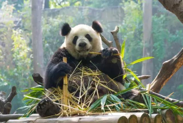 广州长隆游玩攻略自由行,广州长隆最全游玩攻略是什么