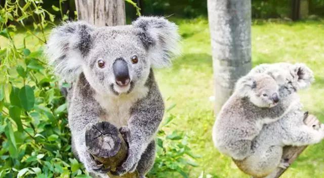 广州长隆旅游攻略详细图,广州长隆自由行旅游攻略