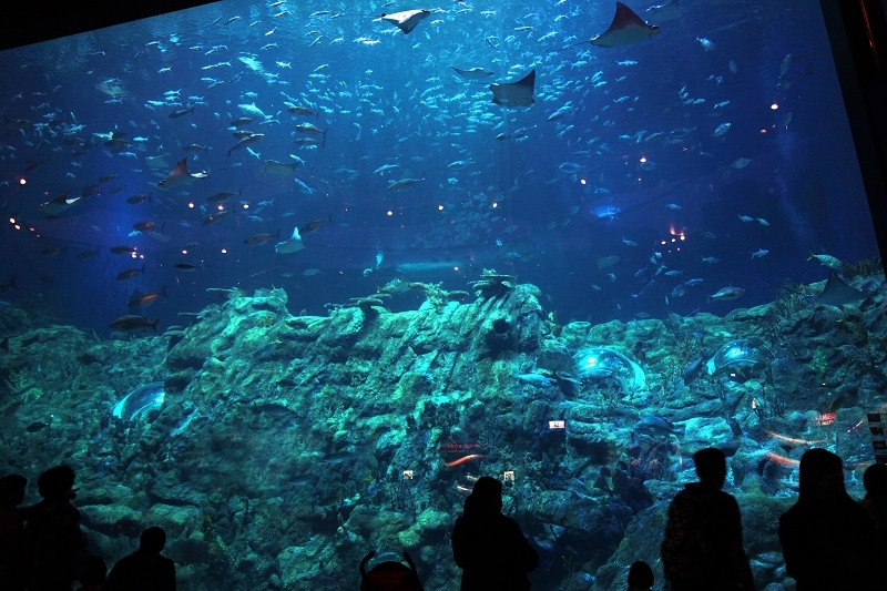 维多利亚的诱惑牌子什么档次,维多利亚港的东方之珠