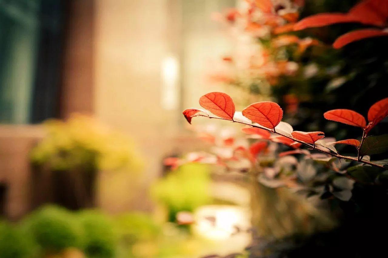 徕卡q如何连接手机,徕卡q-p值得买吗