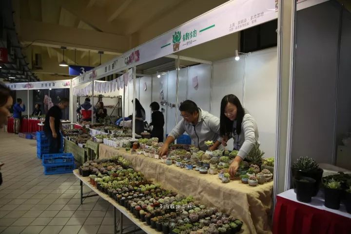 公认最美4种多肉植物图片,2014年上海多肉植物展图片