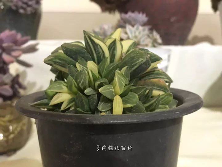 公认最美4种多肉植物图片,2014年上海多肉植物展图片