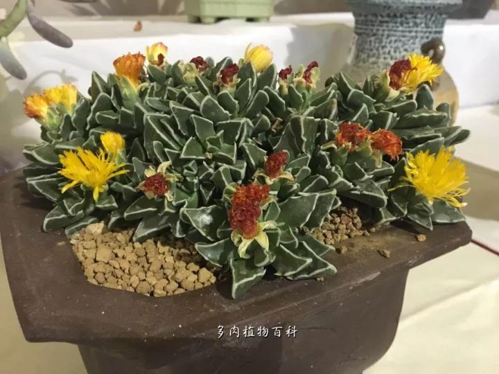 公认最美4种多肉植物图片,2014年上海多肉植物展图片