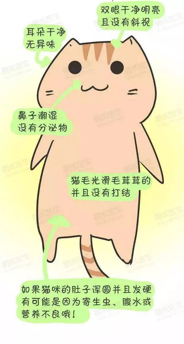 领养猫咪怎么看精神状态,领养猫咪如何知道乖不乖