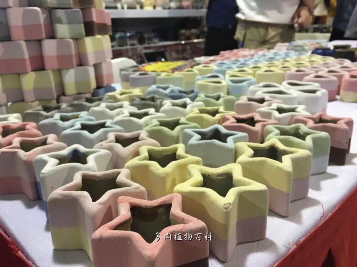 公认最美4种多肉植物图片,2014年上海多肉植物展图片