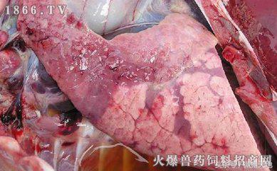 养猪技术手册四册,养猪手册从入门到精通