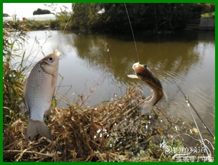 爽钓渔具,爽钓黄金版