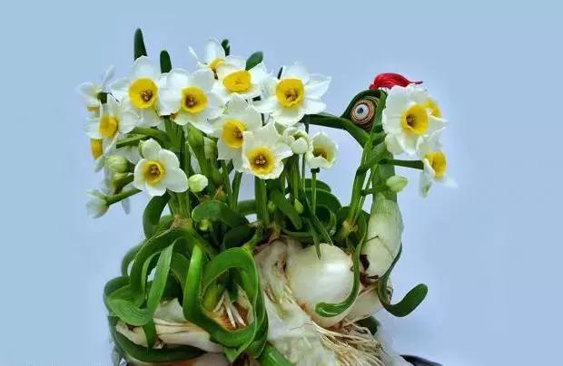 水仙花的造型艺术图片,水仙花的花语传说与诗词鉴赏