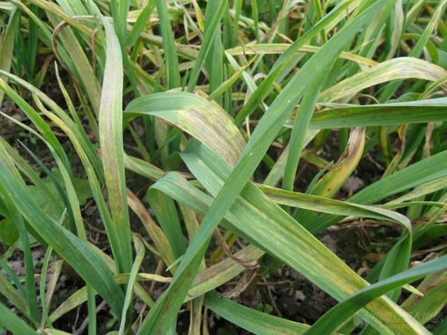 麦茬蒜种植法,重茬蒜地用什么防治地下病虫害