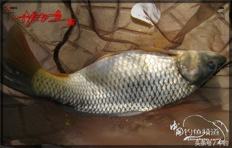 朋友相聚钓罗非,好友们相约一起钓鱼视频