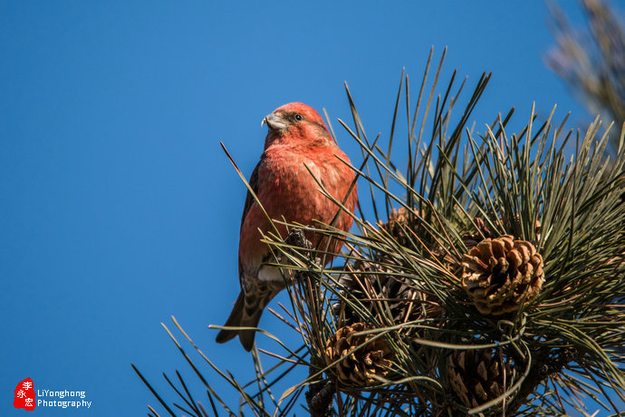 沈阳莫子山公园榆树,沈阳莫子山公园游记