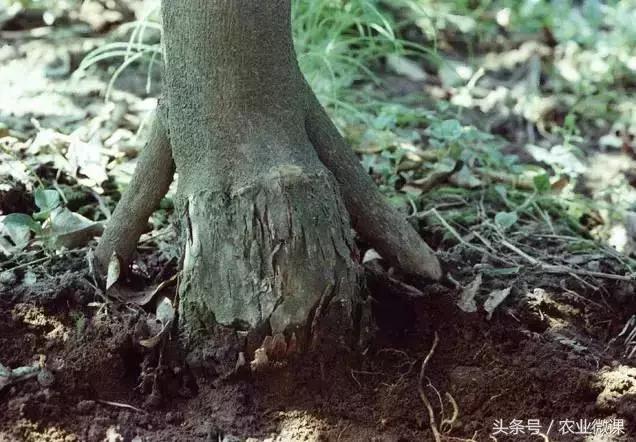 柑橘脚腐病和裂皮病区别,柑橘病毒病有什么症状