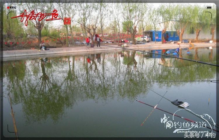 朋友相聚钓罗非,好友们相约一起钓鱼视频