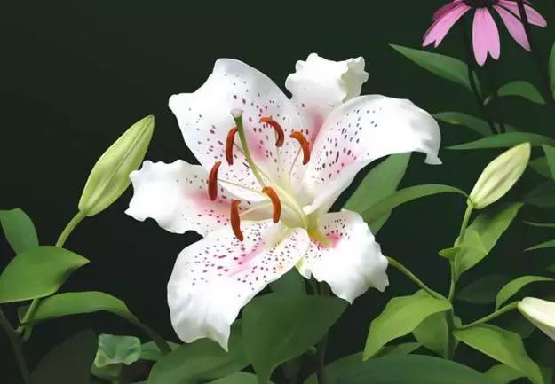 十大最香花卉,十大流行花卉排行榜