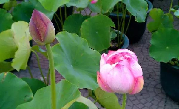 十大最香花卉,十大流行花卉排行榜