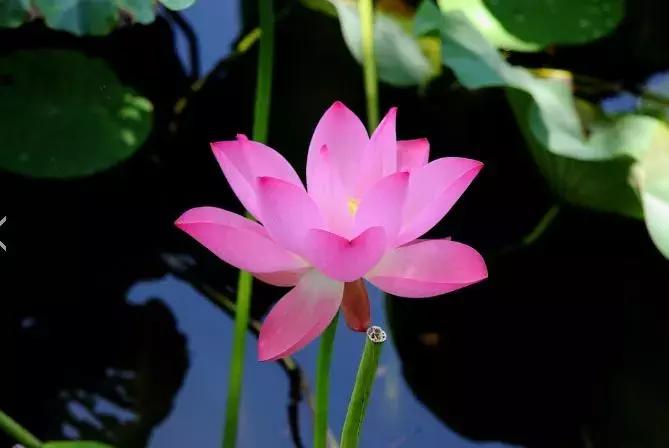 十大最香花卉,十大流行花卉排行榜