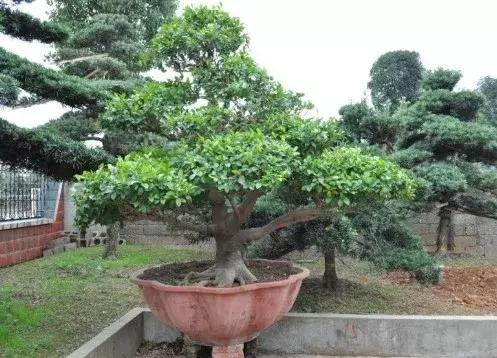 十大最香花卉,十大流行花卉排行榜