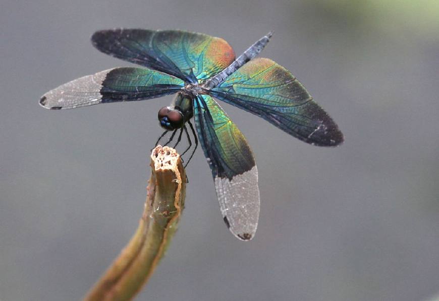 蜻和蜓的区分方法,蜻蜓的蜻和蜓怎么区分