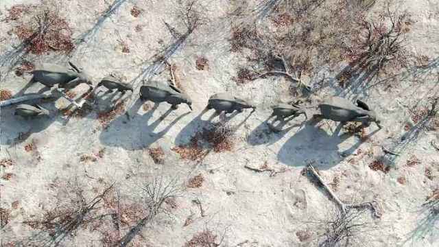 大卫爱登堡60年,大卫爱登堡中国