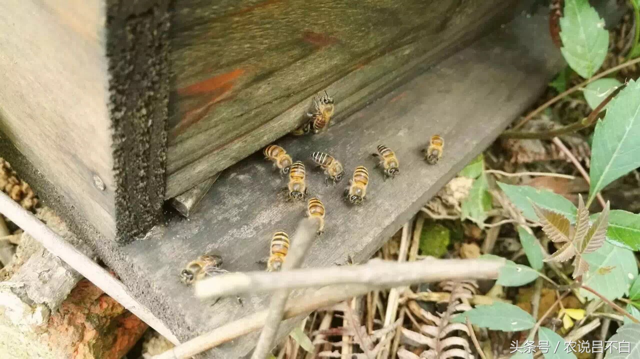 90后卖鸭货创业,90后创业红树林海鸭蛋