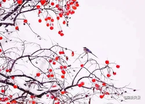 白里透红美颜,白里透红娇颜