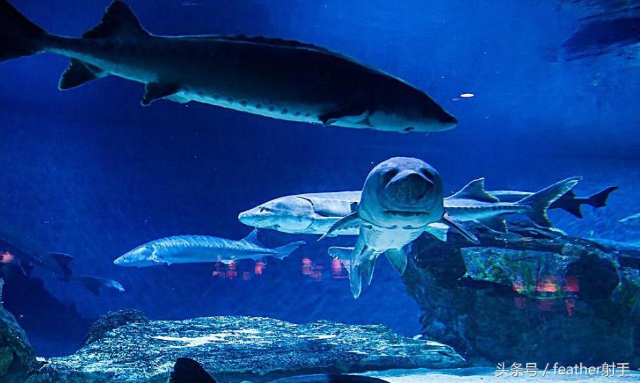 北京海洋馆和上海海昌海洋馆,北京海洋馆中华鲟馆