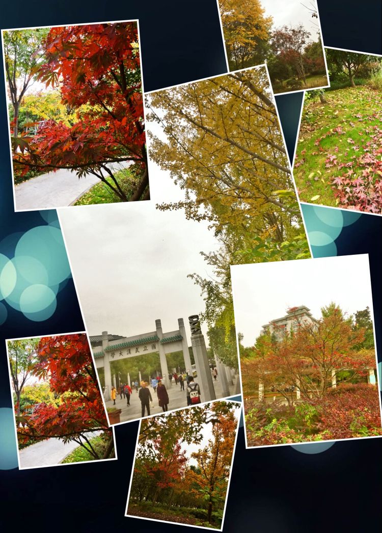 十大最美校园深圳大学,探访最美大学武汉大学