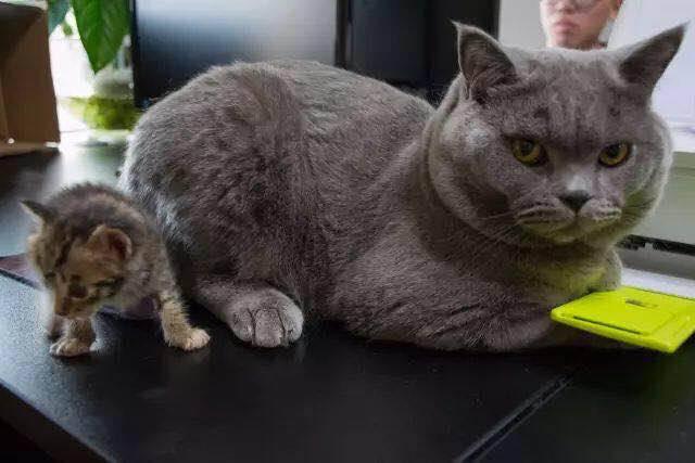 武汉联合宠物医院猫舍,武汉联合动物医院