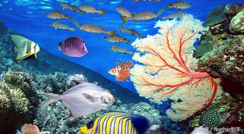 北京海洋馆和上海海昌海洋馆,北京海洋馆中华鲟馆