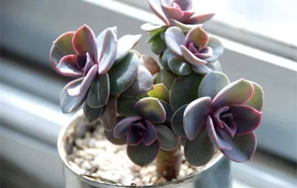 植物冻了怎么补救,植物干枯了还能救活吗