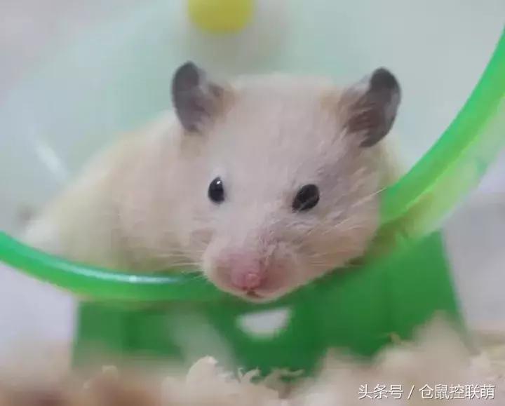 仓鼠帮另一只仓鼠照顾宝宝,仓鼠的哪一个动作代表它很开心