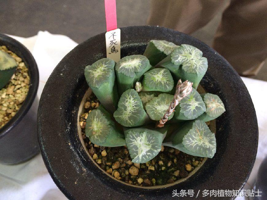 日本也买假货？这些多肉植物就是铁证！