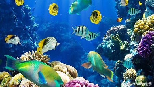 北京海洋馆和上海海昌海洋馆,北京海洋馆中华鲟馆