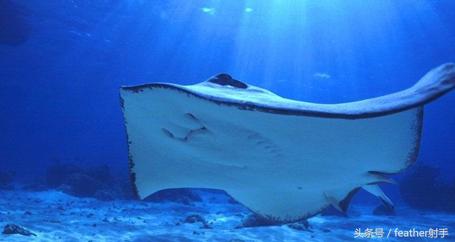 北京海洋馆和上海海昌海洋馆,北京海洋馆中华鲟馆