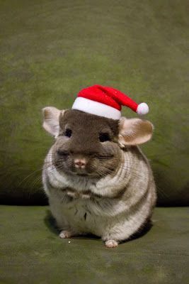 养龙猫的必需品 (龙猫的窝必须准备哪些东西)