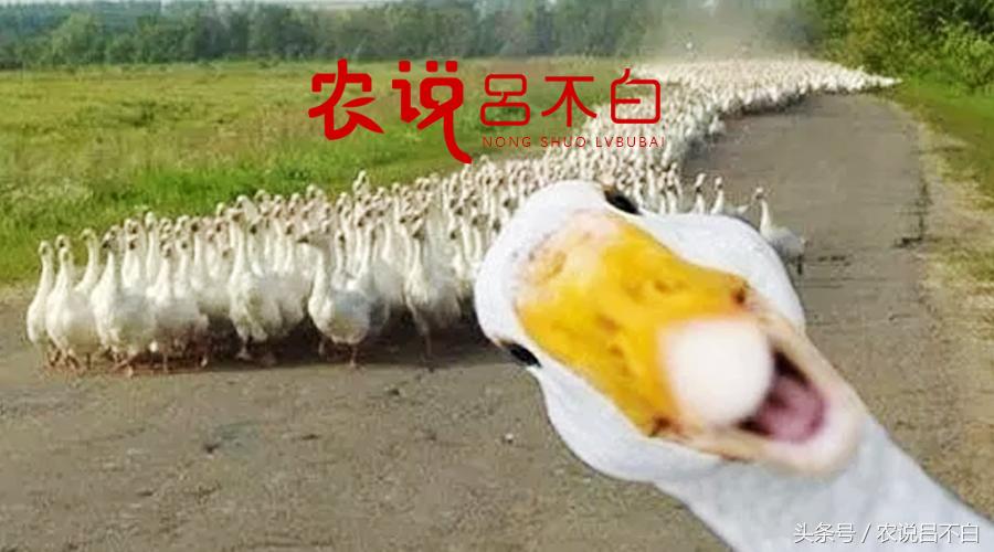 90后创业卖蛋,90后创业红树林海鸭蛋