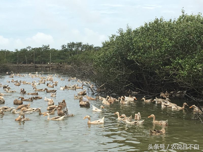 90后卖鸭货创业,90后创业红树林海鸭蛋