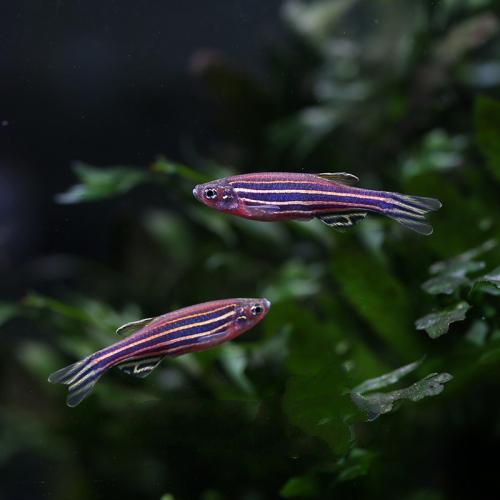 小型热带斑马鱼能在店里养吗,热带斑马鱼对水温要求